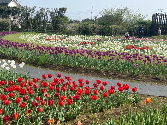 戸川公園のチューリップ